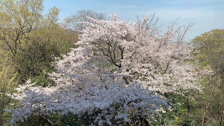 老人ホームの桜