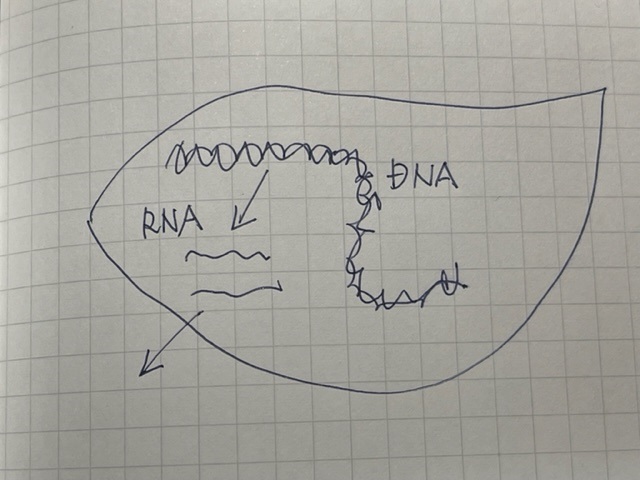 DNAとRNA